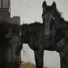 Frieser Eitske Alida ( Santana )