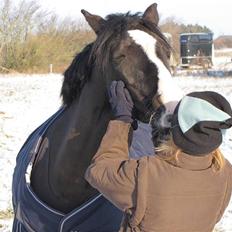 Welsh Pony (sec B) Pinoir