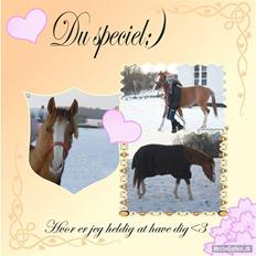 DSP Wissinggaards Dornik Spec