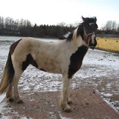 Anden særlig race Tinka *Solgt*