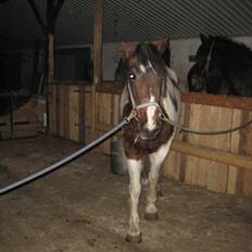 Anden særlig race Tinka *Solgt*