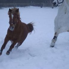 Anden særlig race Candy