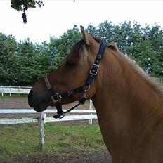 Anden særlig race Albert