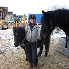 Shetlænder axel *SOLGT*:'(