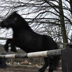 Shetlænder  SUPER SEJE (Anton) 