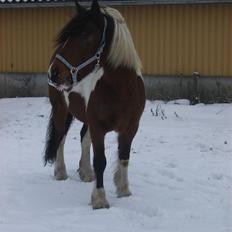 Anden særlig race Balou