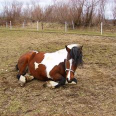 Anden særlig race Balou