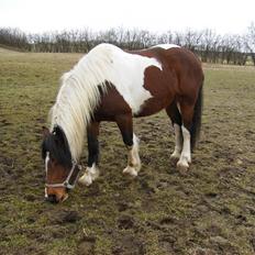 Anden særlig race Balou