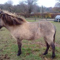 Islænder Frenja fra Boskovhus
