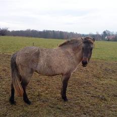 Islænder Frenja fra Boskovhus