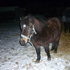 Shetlænder axel *SOLGT*:'(