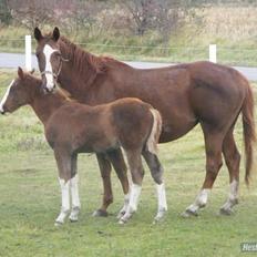 Svensk Varmblod Fröken shelli