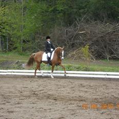 Welsh Cob (sec D) Santana