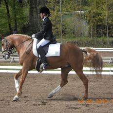 Welsh Cob (sec D) Santana