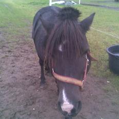 Shetlænder bella solgt