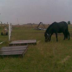 Shetlænder bella solgt