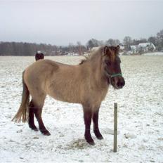 Islænder Frenja fra Boskovhus