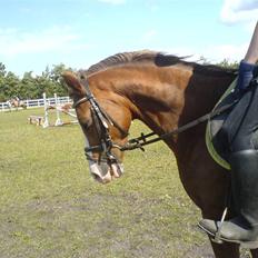 Hollandsk Sportspony Jupiter<3 - savnet!