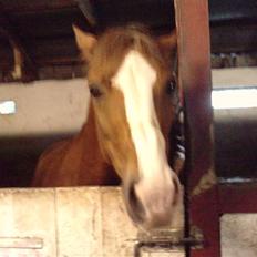 Hollandsk Sportspony Jupiter<3 - savnet!