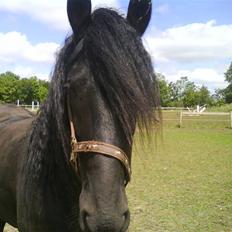 Frieser Ritsert - Ritte