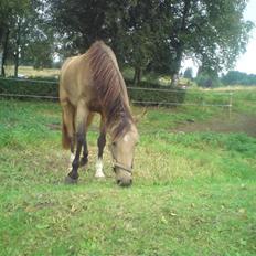 Anden særlig race Jasmina :*