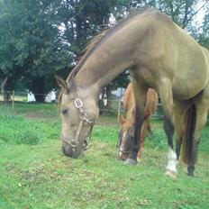 Anden særlig race Jasmina :*