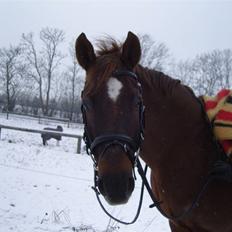 Dansk Varmblod Fürst