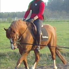 Anden særlig race Junior Charkiro