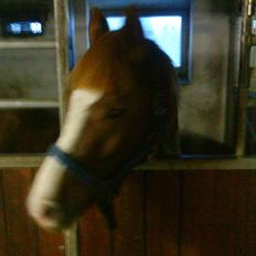 Anden særlig race Junior Charkiro