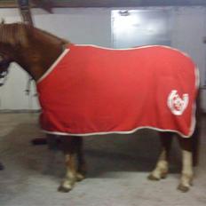 Anden særlig race Junior Charkiro