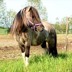 Shetlænder PH's Rammstein