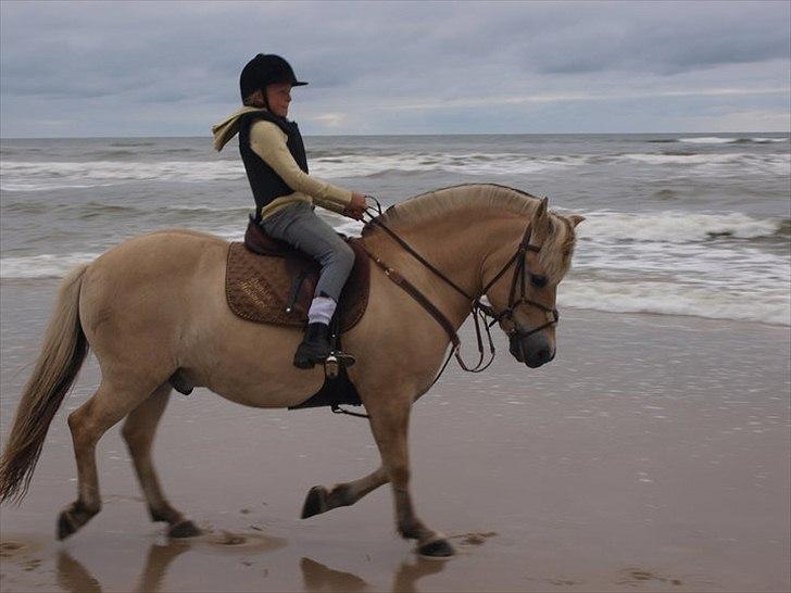 Fjordhest Damask Halsnæs <3. - henriette og damask på stranden.. billede 11