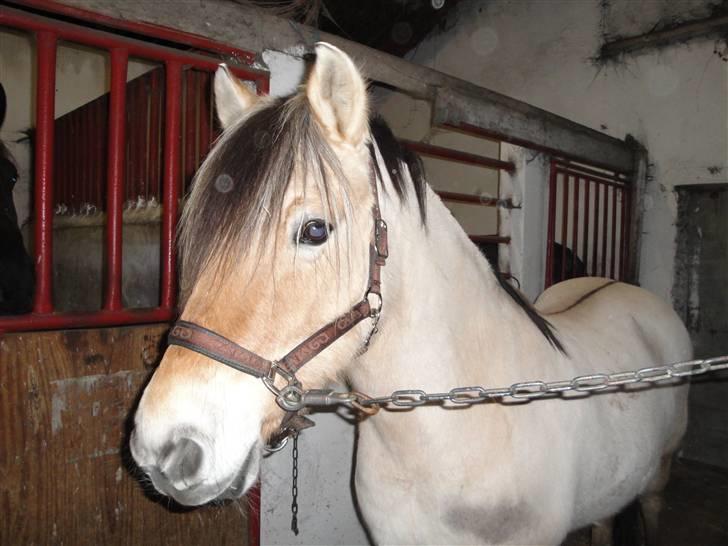 Fjordhest Bessa billede 9