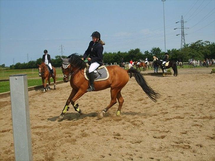 Anden særlig race San Diego - han er bare for sej min lille dreng ;D <33 *Foto:jeanett* billede 15