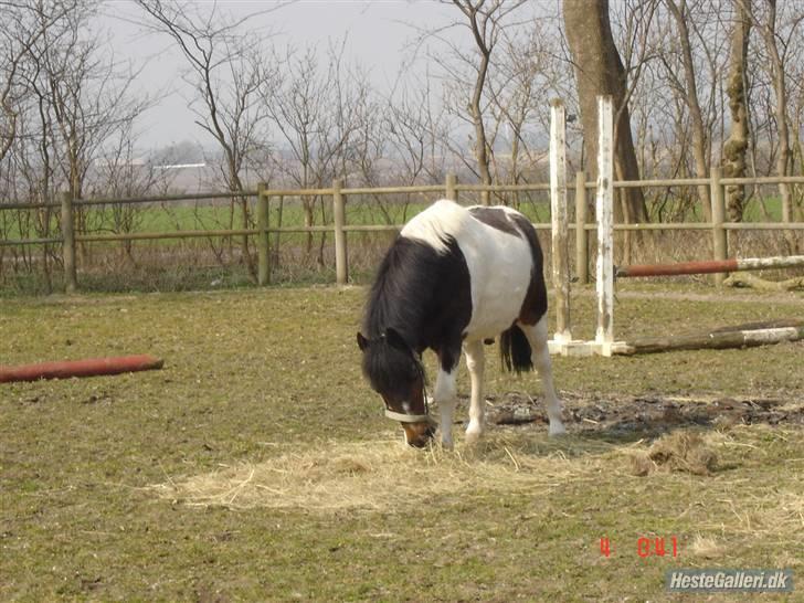 Anden særlig race Nicklas (Solgt) - Smukke Nicklas <3 billede 9