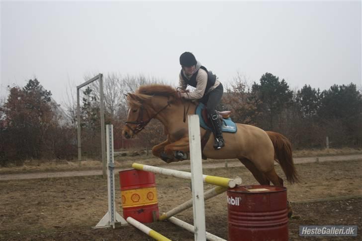 Anden særlig race Test Tube Baby RED - Dressur ;) billede 11