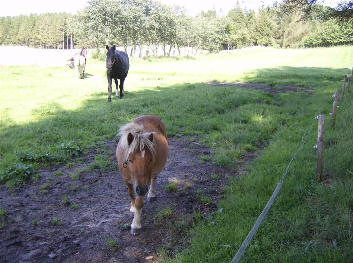 Shetlænder Lukas billede 4
