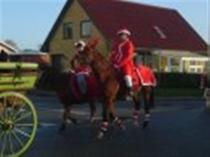 Dansk Varmblod santiago<3[solgt] billede 11