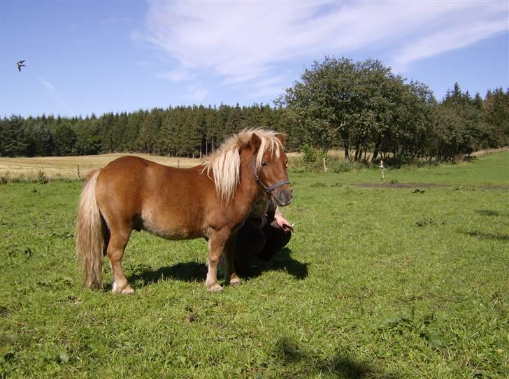 Shetlænder Lukas billede 5