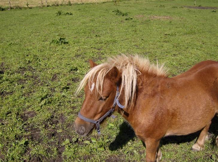Shetlænder Lukas billede 6