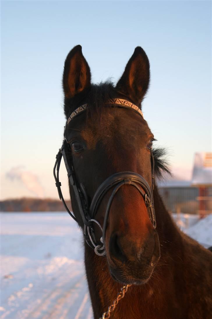Dansk Varmblod Sunrice -     R.I.P. billede 1