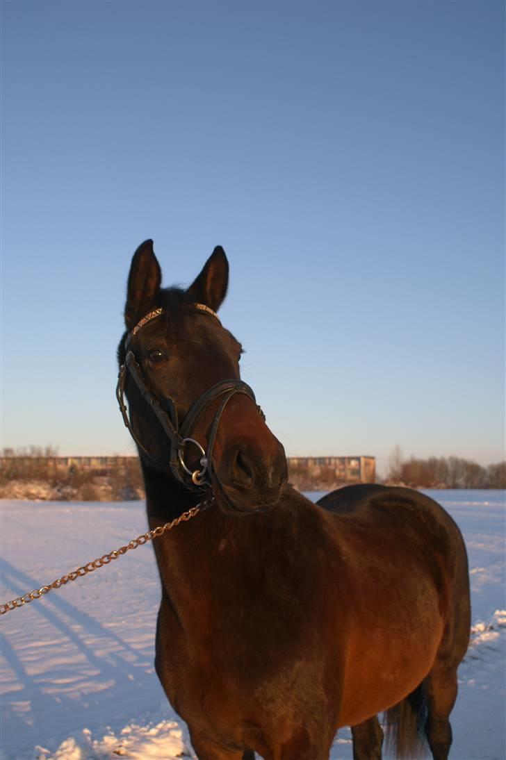 Dansk Varmblod Sunrice -     R.I.P. billede 2