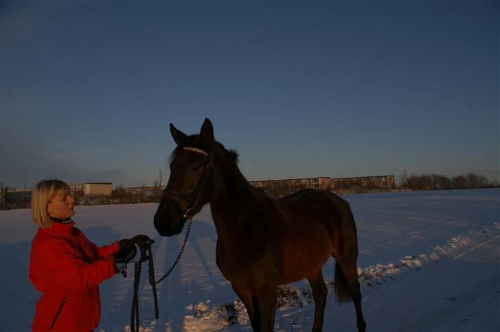 Dansk Varmblod Sunrice -     R.I.P. billede 3