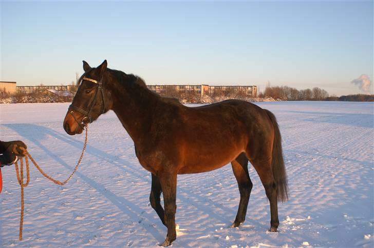 Dansk Varmblod Sunrice -     R.I.P. billede 4