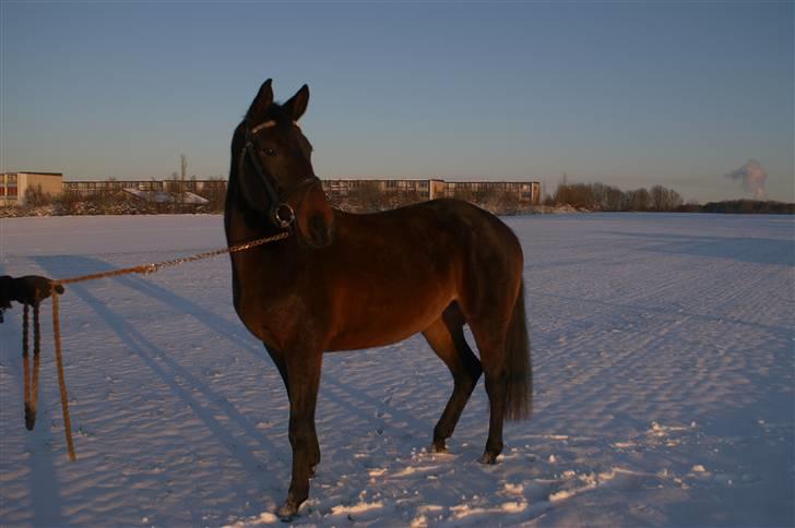 Dansk Varmblod Sunrice -     R.I.P. billede 5