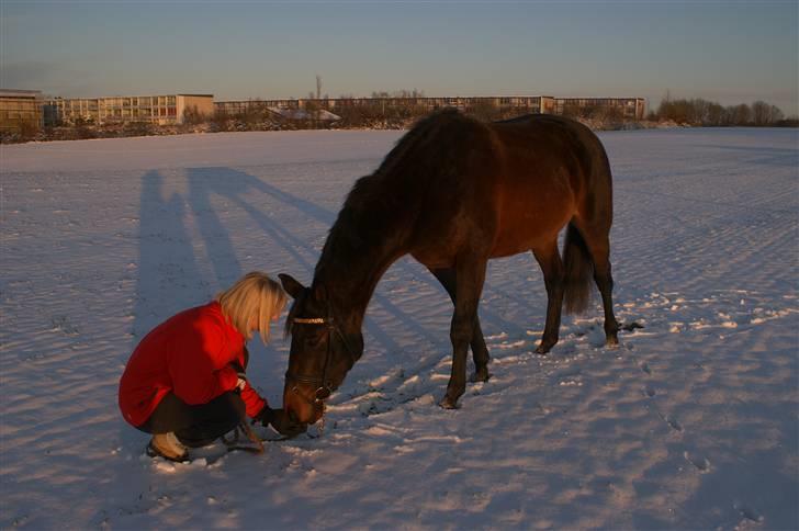 Dansk Varmblod Sunrice -     R.I.P. billede 6