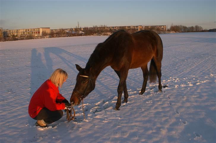 Dansk Varmblod Sunrice -     R.I.P. billede 7