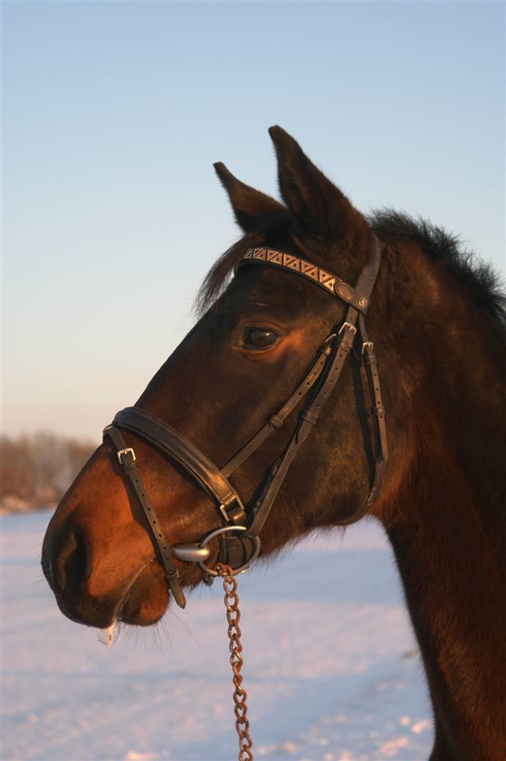 Dansk Varmblod Sunrice -     R.I.P. billede 8