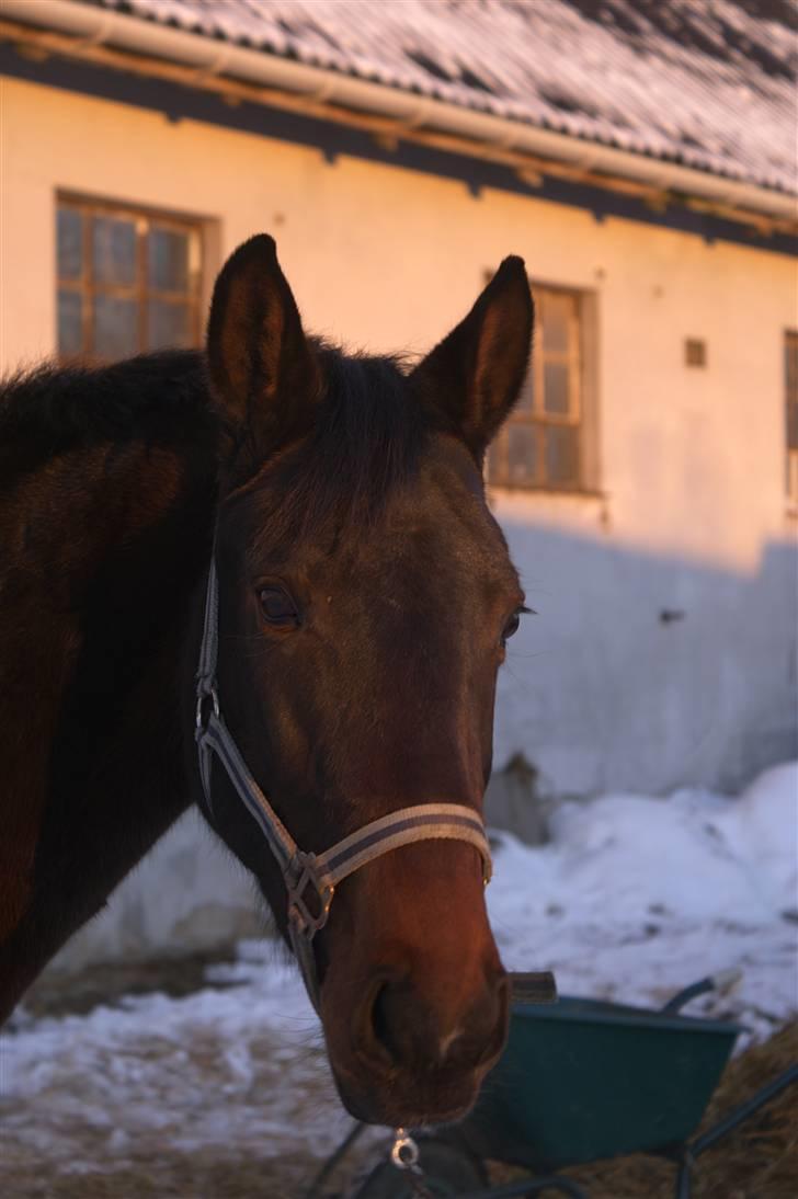 Dansk Varmblod Sunrice -     R.I.P. billede 9