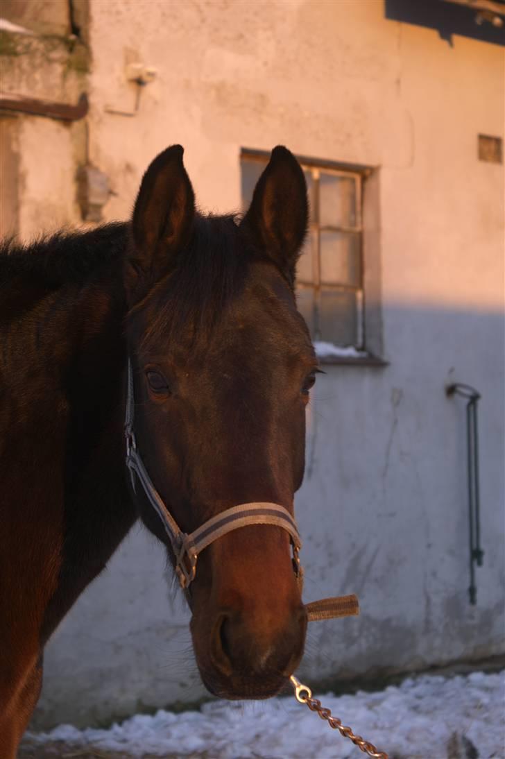 Dansk Varmblod Sunrice -     R.I.P. billede 10